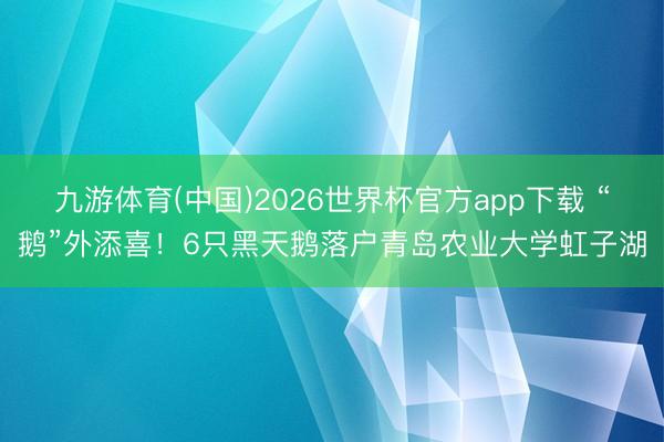 九游体育(中国)2026世界杯官方app下载 “鹅”外添喜!6只黑天鹅落户青岛农业大学虹子湖