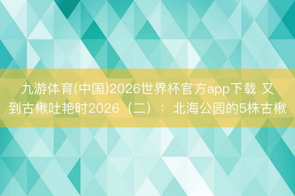 九游体育(中国)2026世界杯官方app下载 又到古楸吐艳时2026（二）：北海公园的5株古楸